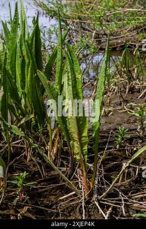 Gros plan des irisses du drapeau jaune Iris pseudacorus et du Grand quai d'eau Rumex hydrolapatum. Banque D'Images