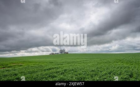 Bacs à grains en acier et en bois dans un champ de blé près du village d'Eatonia, en Saskatchewan Banque D'Images