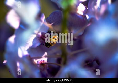 Une macro photo détaillée capturant une abeille prenant le nectar d'une fleur vibrante de Wisteria sinensis, mettant en valeur la beauté complexe de la nature. Banque D'Images