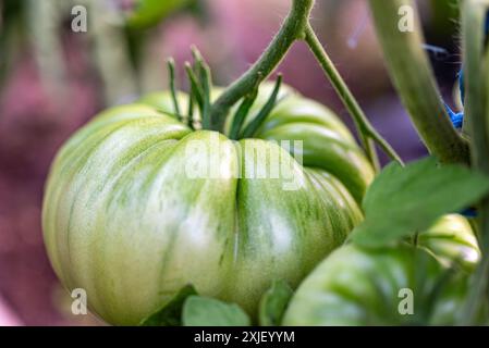 vue de tomates vertes dans une serre de film, régime végétarien, nourriture saine et cultivée, été Banque D'Images