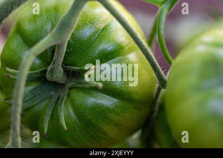 vue de tomates vertes dans une serre de film, régime végétarien, nourriture saine et cultivée, été Banque D'Images