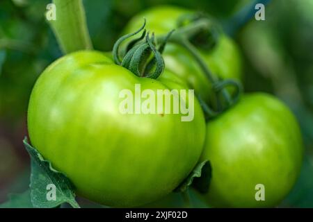 vue de tomates vertes dans une serre de film, régime végétarien, nourriture saine et cultivée, été Banque D'Images