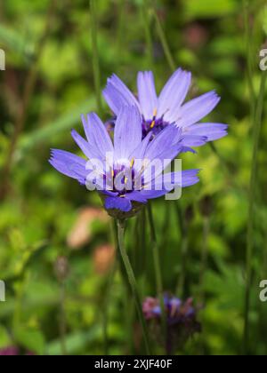 Papeterie fleurs bleues de la rude biennale / courte durée de vie pérenne fléchette de Cupidon, Catananche caerulea Banque D'Images