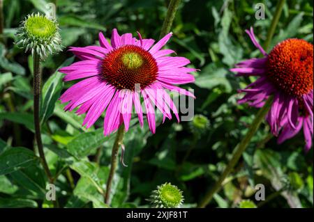 Echinacea purpurea Rubinstern. Coneflower pourpre Asteraceae. Banque D'Images