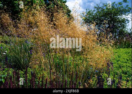 Stipa gigantea, Poaceae. Herbe ornementale dorée. Banque D'Images