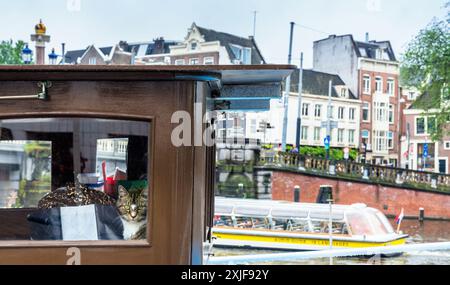 Amsterdam, pays-Bas - 12 juin 2019 : détail de Cat sur un bateau dans la rivière Amstel, Amsterdam, pays-Bas. Banque D'Images