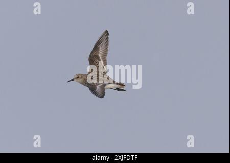 Petit passage (Calidris minuta) en vol Banque D'Images