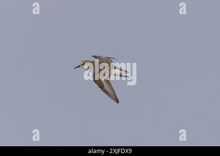 Petit passage (Calidris minuta) en vol Banque D'Images