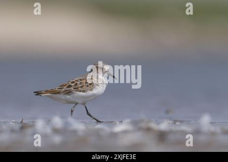 Peu de passage (Calidris minuta) Banque D'Images