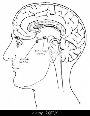 Une coupe transversale de la tête humaine montrant le cerveau, l'hypophyse et les glandes pinéales. Banque D'Images