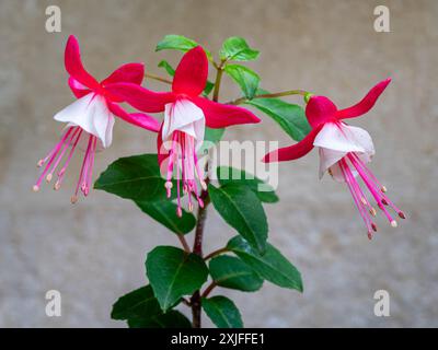 Vue rapprochée de la branche fleurie de fuchsia x standishii avec des fleurs roses rouges vives et blanches isolées à l'extérieur dans le jardin Banque D'Images
