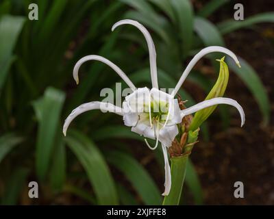 Gros plan sur la fleur blanche fraîche du lis d'araignée hymenocallis narcissiflora aka ismene narcissiflora floraison à l'extérieur sur fond naturel Banque D'Images