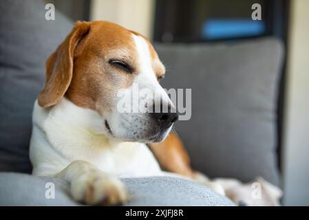 Adorable Beagle dormant paisiblement sur un canapé de jardin à l'extérieur capturant un moment de tranquillité et de chaleur Banque D'Images