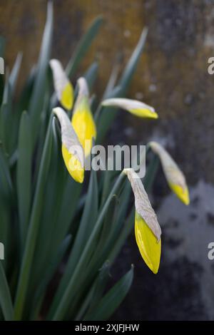 Jonquilles Banque D'Images