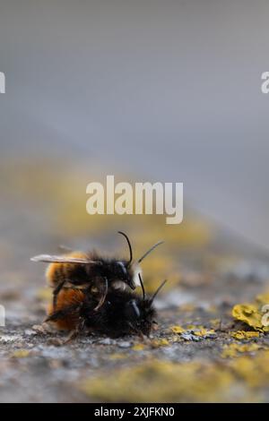 Abeilles vergers européennes Banque D'Images