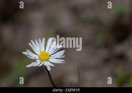 Daisy Banque D'Images