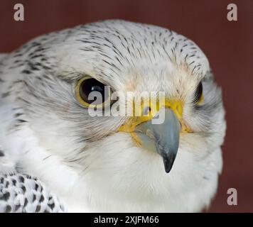 Le faucon gyrillon, le plus grand du genre faucon, est un oiseau de proie. L'abréviation gyr est également utilisée. Banque D'Images