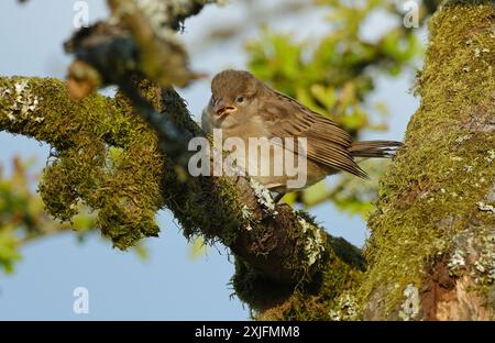 Le moineau domestique est un oiseau de la famille Passeridae, trouvés dans la plupart des régions du monde. Banque D'Images