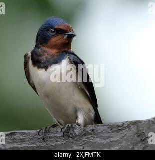 Les hirondelles, les martins et les ailes de scie, ou Hirundinidae, sont une famille d'oiseaux chanteurs passereaux que l'on trouve dans le monde entier sur tous les continents. Banque D'Images