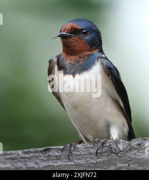 Les hirondelles, les martins et les ailes de scie, ou Hirundinidae, sont une famille d'oiseaux chanteurs passereaux que l'on trouve dans le monde entier sur tous les continents. Banque D'Images