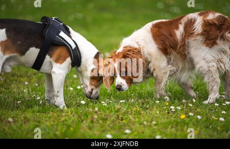 Chien Brittany Spaniel jouant sur une herbe avec Beagle dogHound fond Banque D'Images