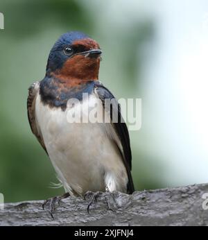 Les hirondelles, les martins et les ailes de scie, ou Hirundinidae, sont une famille d'oiseaux chanteurs passereaux que l'on trouve dans le monde entier sur tous les continents. Banque D'Images