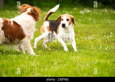 Chien Brittany Spaniel jouant sur une herbe avec Beagle dogHound fond Banque D'Images
