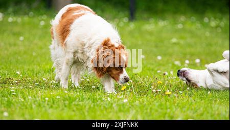 Chien Brittany Spaniel jouant sur une herbe avec Beagle dogHound fond Banque D'Images