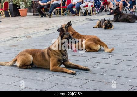 VICTORIA, GOZO - 9 JUILLET 2024 Malte police show avec les chiens policiers et les maîtres de l'équipe K9 Banque D'Images