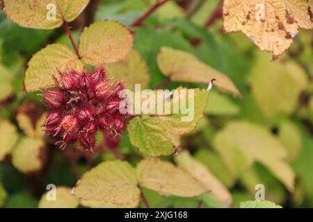 Maturation des Wineberries japonaises au début de l'été Banque D'Images