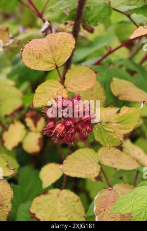 Maturation des Wineberries japonaises au début de l'été Banque D'Images