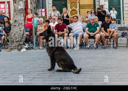 VICTORIA, GOZO - 9 JUILLET 2024 Malte police show avec les chiens policiers et les maîtres de l'équipe K9 Banque D'Images