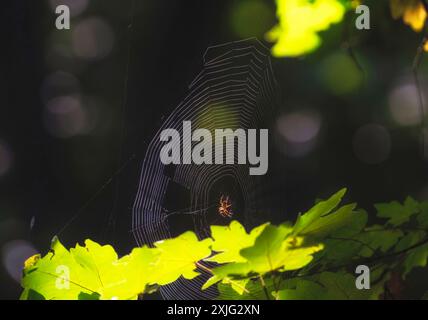 La Cross Spider tisse sa toile dans la forêt estivale. Réseau rond transparent sur fond vert Banque D'Images