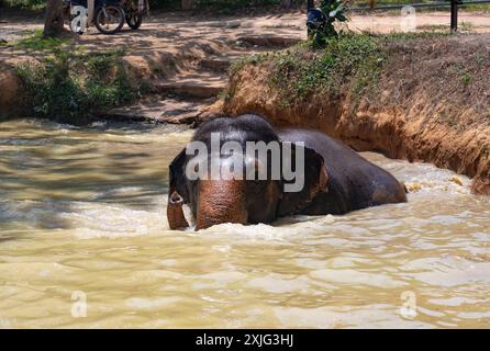 Photo d'un éléphant d'Asie jouant dans l'eau à Elephant Jungle Sanctuary Phuket. Banque D'Images