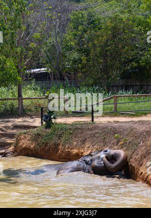 Photo d'un éléphant d'Asie jouant dans l'eau à Elephant Jungle Sanctuary Phuket. Banque D'Images