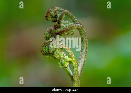 Bracken Fern fiddlehead (Pteridium aquilinum) dans Ponderosa State Park, Idaho macro photo Banque D'Images