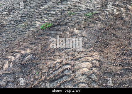 Traces de pneu dans le champ de terre. Fond de terre avec des empreintes de tracteur Banque D'Images