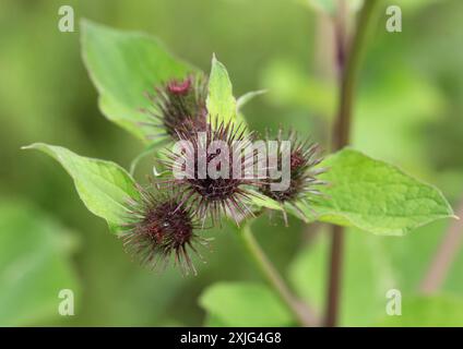 Un gros plan de la petite bardane sauvage, Arctium MINUS Banque D'Images