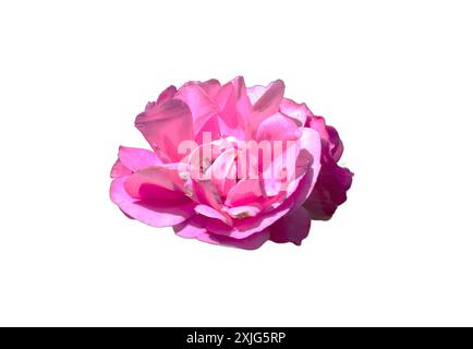 Une superbe image PNG isolée d'une rose rose rose, mettant en valeur ses pétales délicats et sa couleur vibrante. Parfait pour les motifs floraux, les thèmes romantiques et natur Banque D'Images