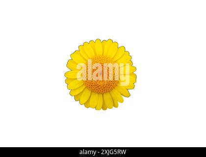 Une image PNG isolée vibrante d'une fleur jaune sur fond blanc, mettant en valeur ses pétales lumineux et ses détails complexes. Idéal pour floral d Banque D'Images