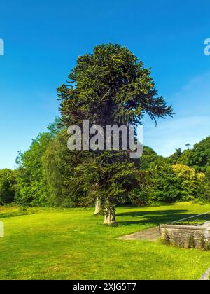 Araucaria araucana, communément appelé l'arbre de puzzle de singe, arbre de queue de singe, piñonero, Pewen ou pin chilien, est un arbre à feuilles persistantes qui pousse jusqu'à un tronc Banque D'Images