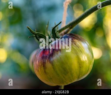 vue de tomates vertes dans une serre de film, régime végétarien, nourriture saine et cultivée, été Banque D'Images