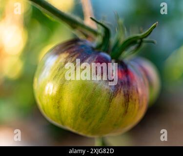 vue de tomates vertes dans une serre de film, régime végétarien, nourriture saine et cultivée, été Banque D'Images