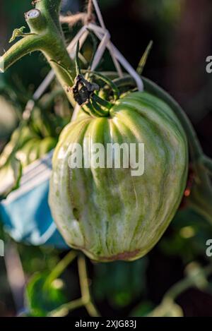 vue de tomates vertes dans une serre de film, régime végétarien, nourriture saine et cultivée, été Banque D'Images