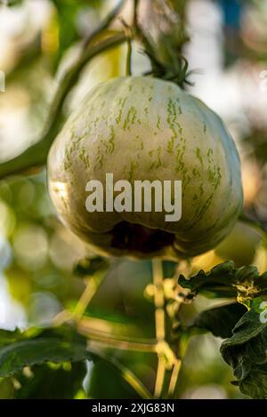 vue de tomates vertes dans une serre de film, régime végétarien, nourriture saine et cultivée, été Banque D'Images