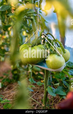 vue de tomates vertes dans une serre de film, régime végétarien, nourriture saine et cultivée, été Banque D'Images