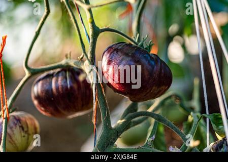 vue de tomates vertes dans une serre de film, régime végétarien, nourriture saine et cultivée, été Banque D'Images