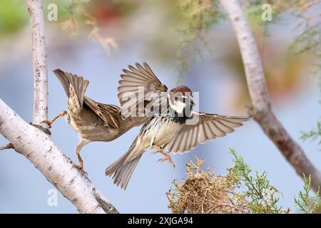 Moineau espagnol (passer hispaniolensis) couple en cour, femelle mordant le mâle volant Banque D'Images