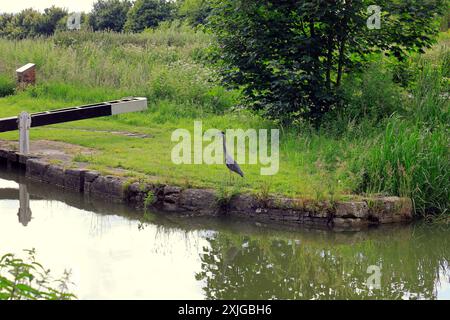 Héron - héron gris - (Ardea cinerea) sur le canal Kennett & Avon à Devizes. Prise en juillet 2024. Été. Banque D'Images