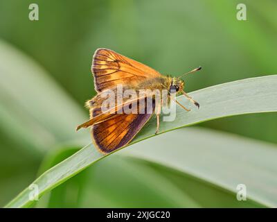 Grand Skipper (Ochlodes sylvanus) butterfly Banque D'Images